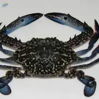 Blue Crab