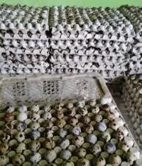 Quail Egg