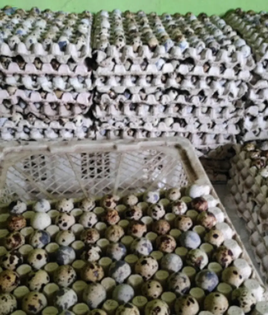 Quail Egg