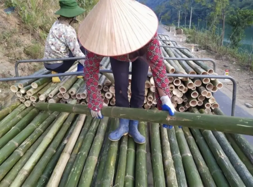 Bamboo Poles (Viet Nam)
