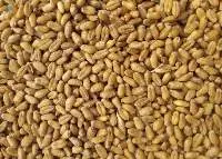 Milling Wheat