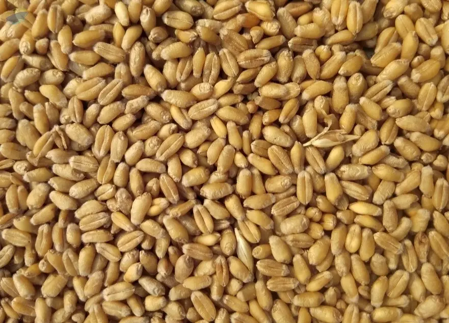 Milling Wheat