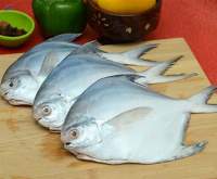 Marine Products