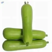 Bottle Gourd