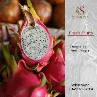 Fresh Dragon Fruit from Vietnam