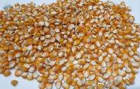 Corn Kernels