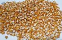 Corn Kernels