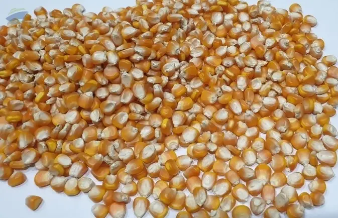 Corn Kernels