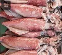 Frozen Squid