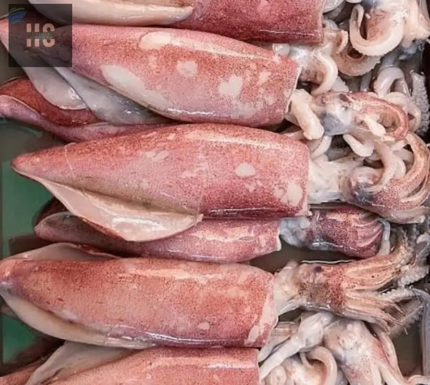 Frozen Squid