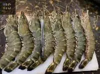 frozen shrimp
