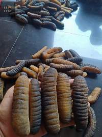 sea cucumber
