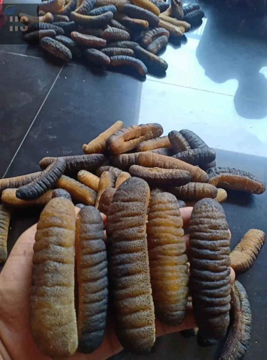 sea cucumber