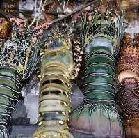 frozen lobster