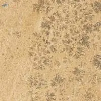 Mint Fossile Sandstone
