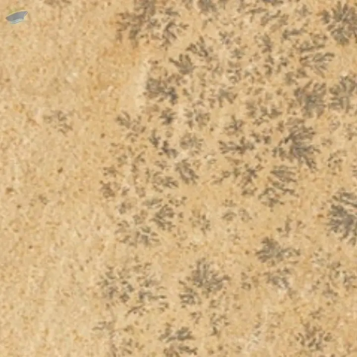 Mint Fossile Sandstone