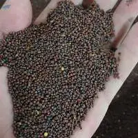 Black mustard seeds