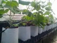 Open Top Grow Bags