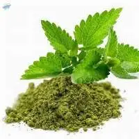 Holy Basil (tulsi)