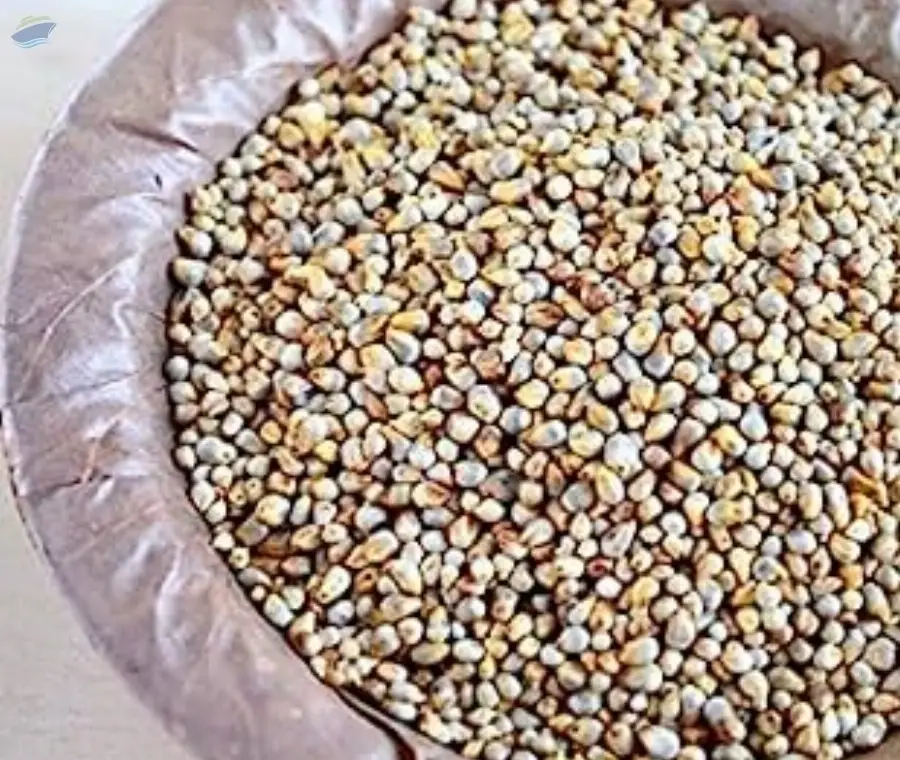 Green Millet (bajra)