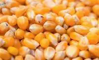 Maize (Yellow Corn)