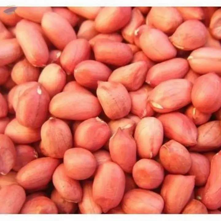 Java Peanuts (Spanish)