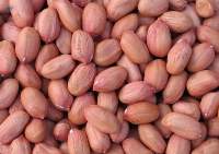 Bold Peanuts (Runners)