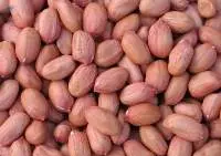 Bold Peanuts (Runners)