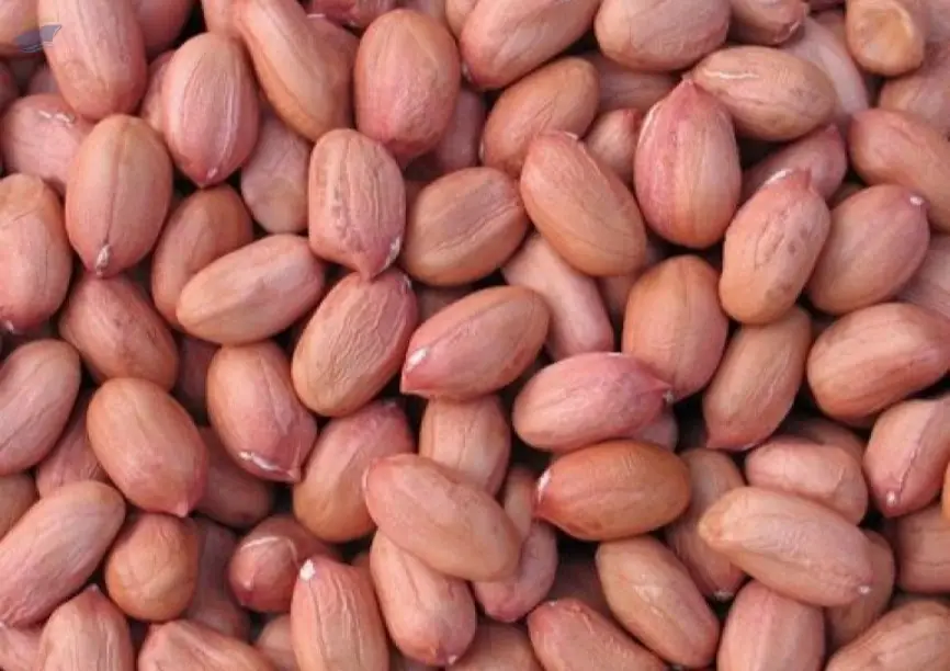 Bold Peanuts (Runners)