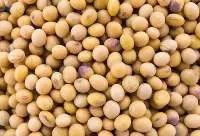 Premium Export  Quality Soybean Seeds
