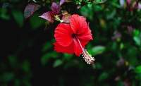 Premium Dried Hibiscus Flower Petals