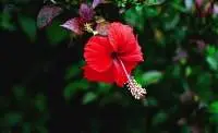 Premium Dried Hibiscus Flower Petals
