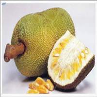 Fresh Jackfruit