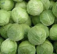 Cabbage