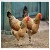 Organic Chicken