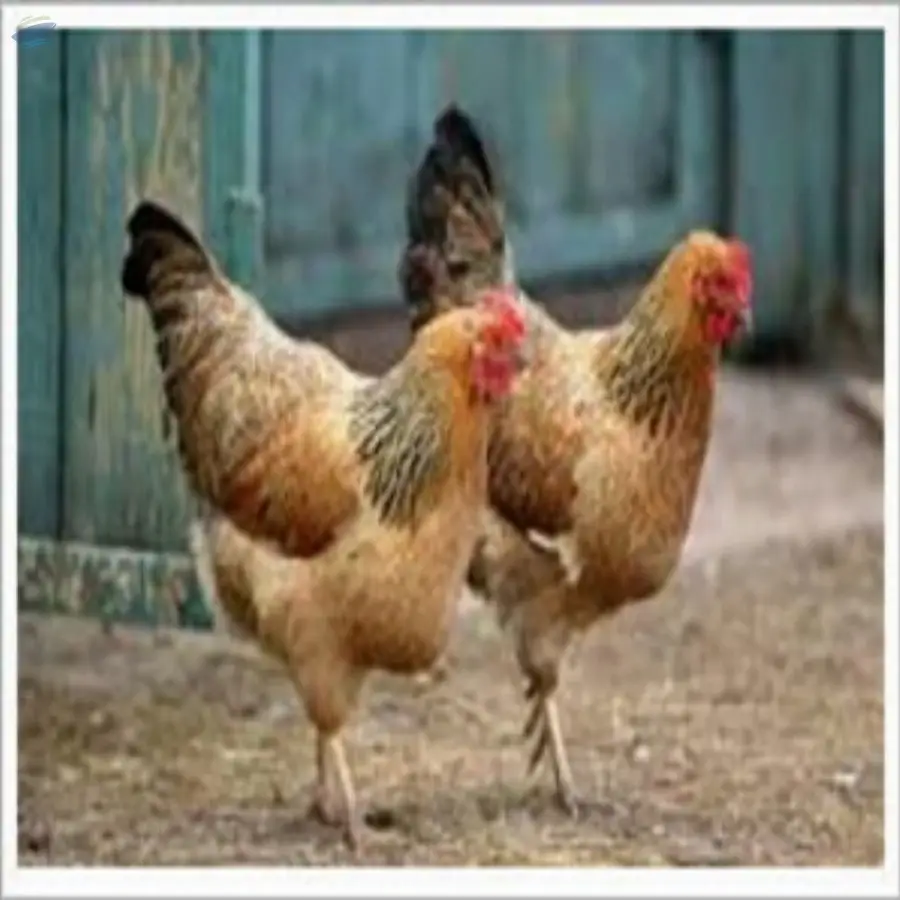 Organic Chicken
