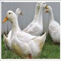 Organic Duck Meat