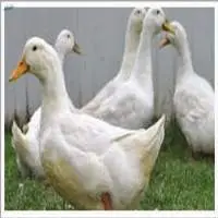 Organic Duck Meat