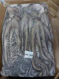 Frozen Octopus