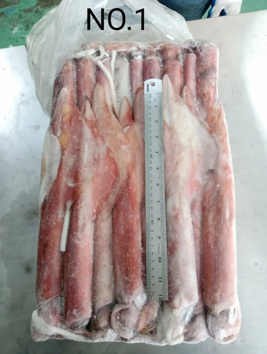 Frozen Squid