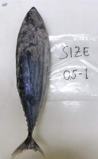 Frozen Fish Skipjack