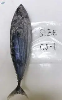 Frozen Fish Skipjack