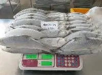 Frozen Milkfish