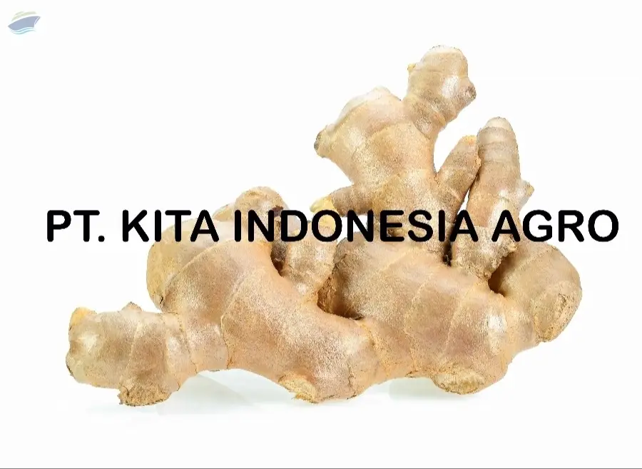 Ginger / Fresh Ginger