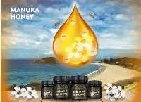 Wholesale Manuka Blend Honey 250g MGO 50+