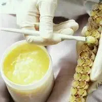 Pure Royal jelly 10-HDA 2.0% Medicine Grade