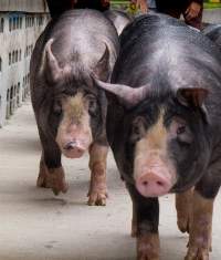 Frozen Beef, Frozen Berkshire Pork