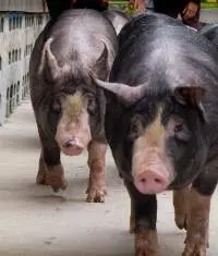 Frozen Beef, Frozen Berkshire Pork