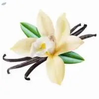 Vanilla