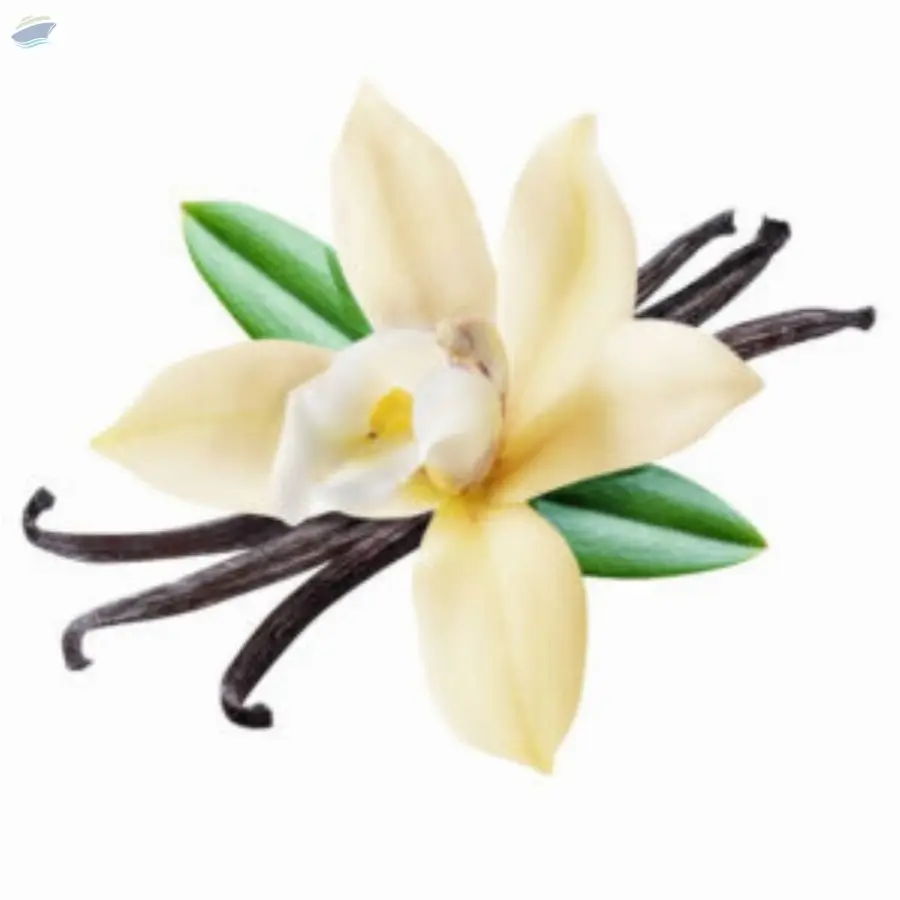 Vanilla
